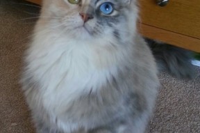 华体会登陆-改写雄鹿命运的关键手，西亚卡姆首秀评分拉满的背后深意